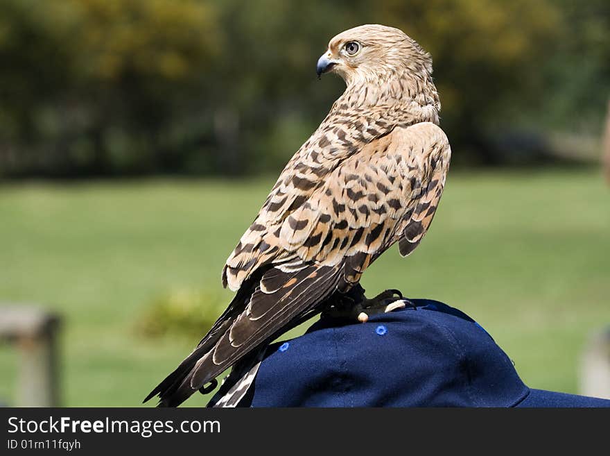 The Lesser kestrel Falco naumanni is a bird of prey