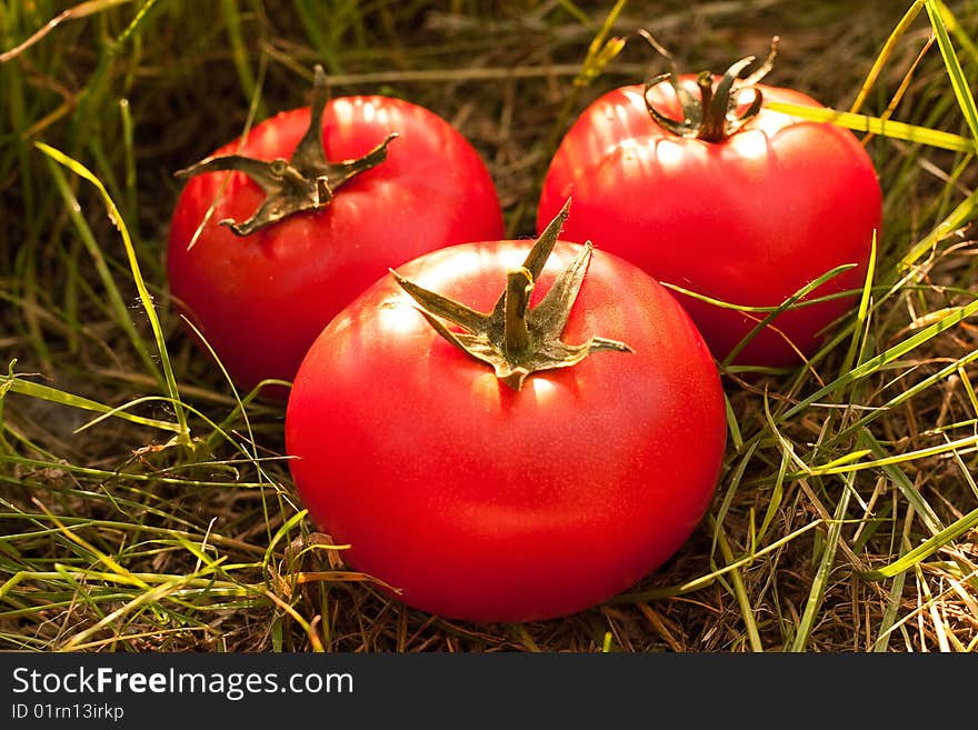 Tomatoes on the grass