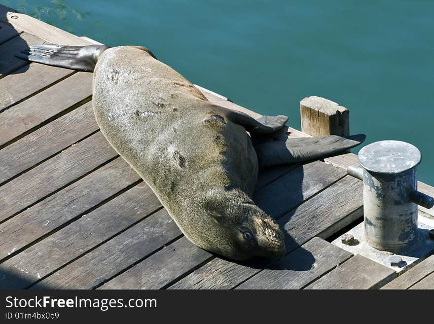 A cape fur seal lounges on in Cape Town harbour, South Africa