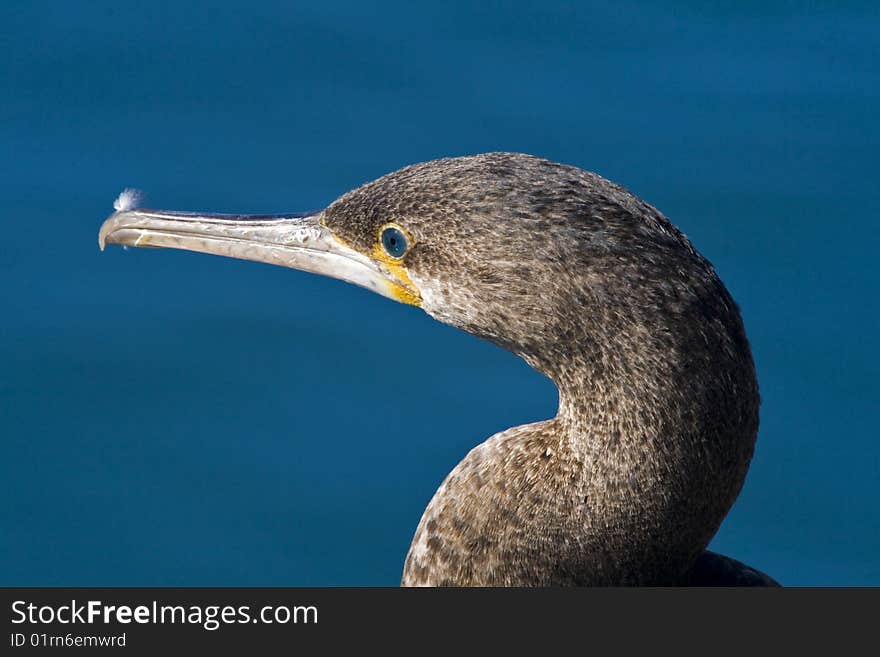 Cape Cormorant