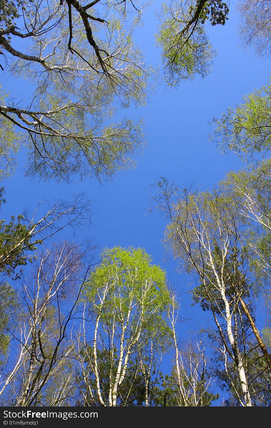 Sky in the wood. Spring. April.