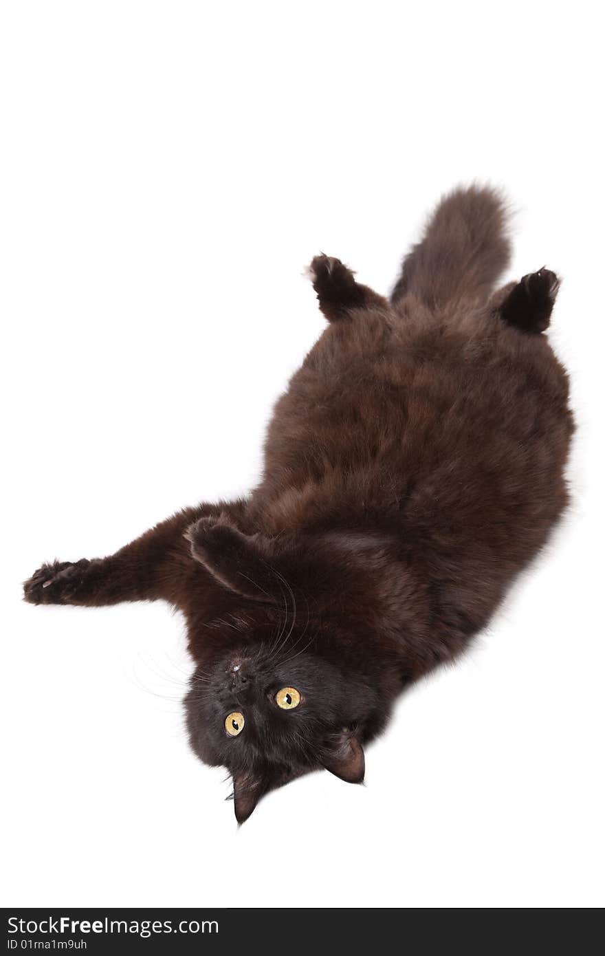 Lying black cat isolated over white