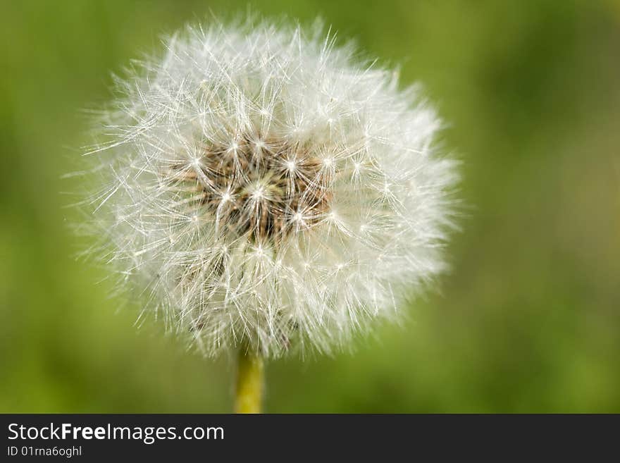 Close up of a dandelion on blurred green background. Close up of a dandelion on blurred green background