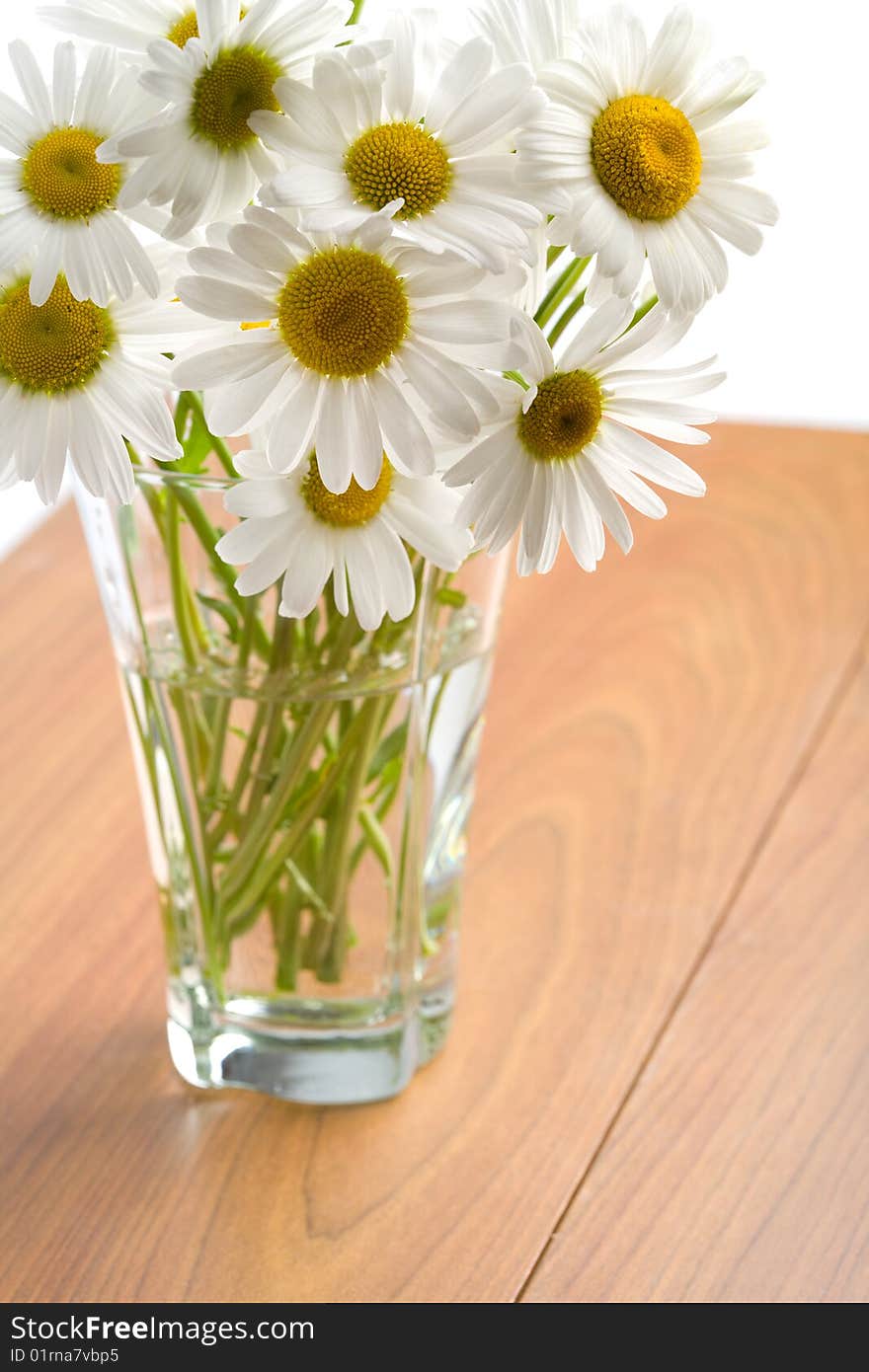 Bouquet of beautiful camomiles isolated