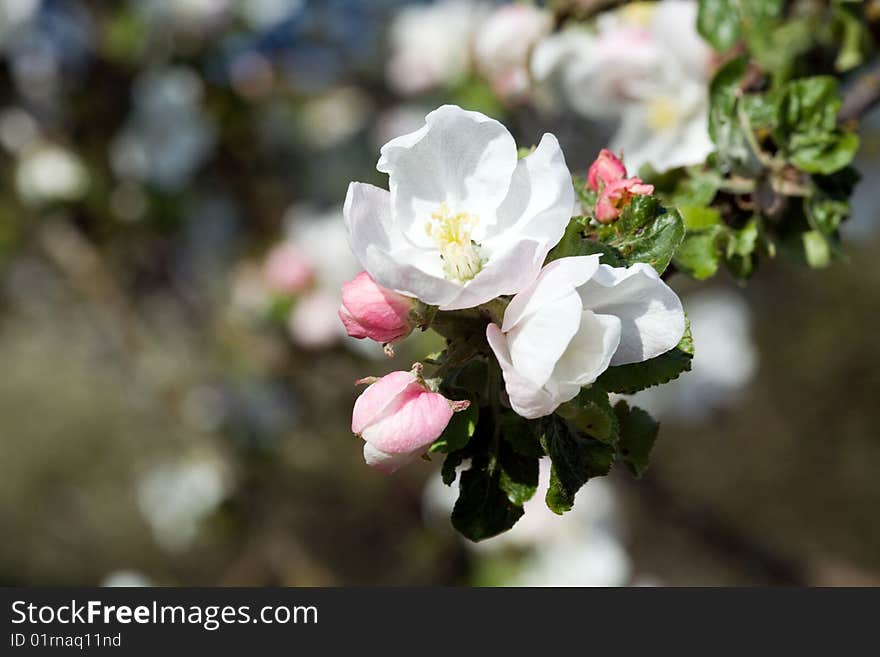 Close up of an apple branch with green leaves and beautiful blossoms. Close up of an apple branch with green leaves and beautiful blossoms