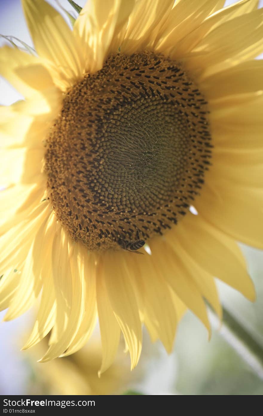 Sunflower / soft toning / pleasant pastel colors / summer