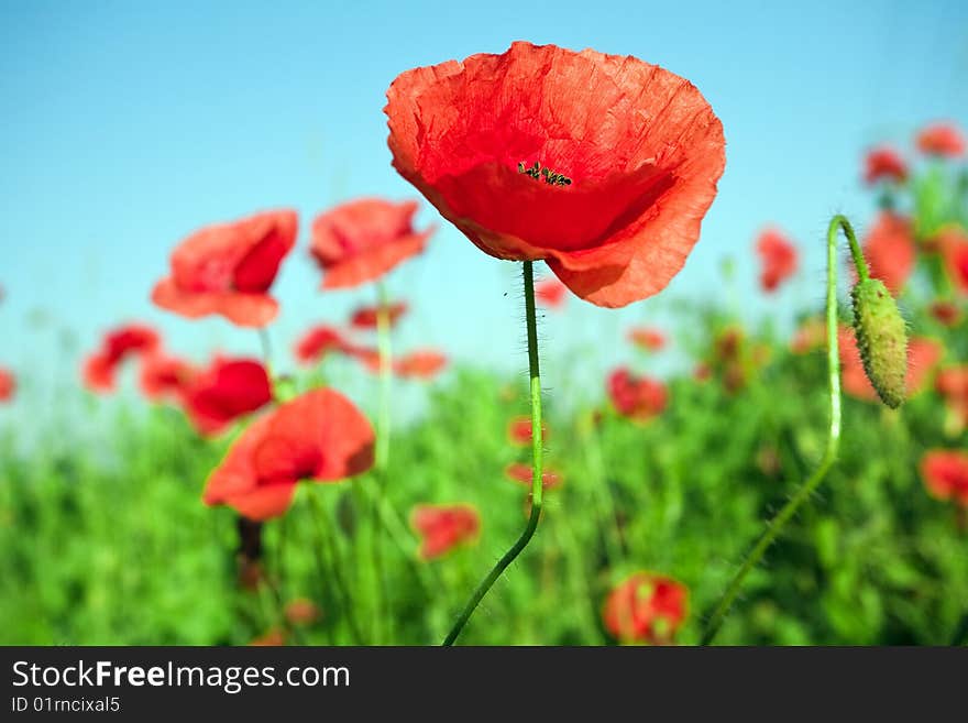 Red poppies