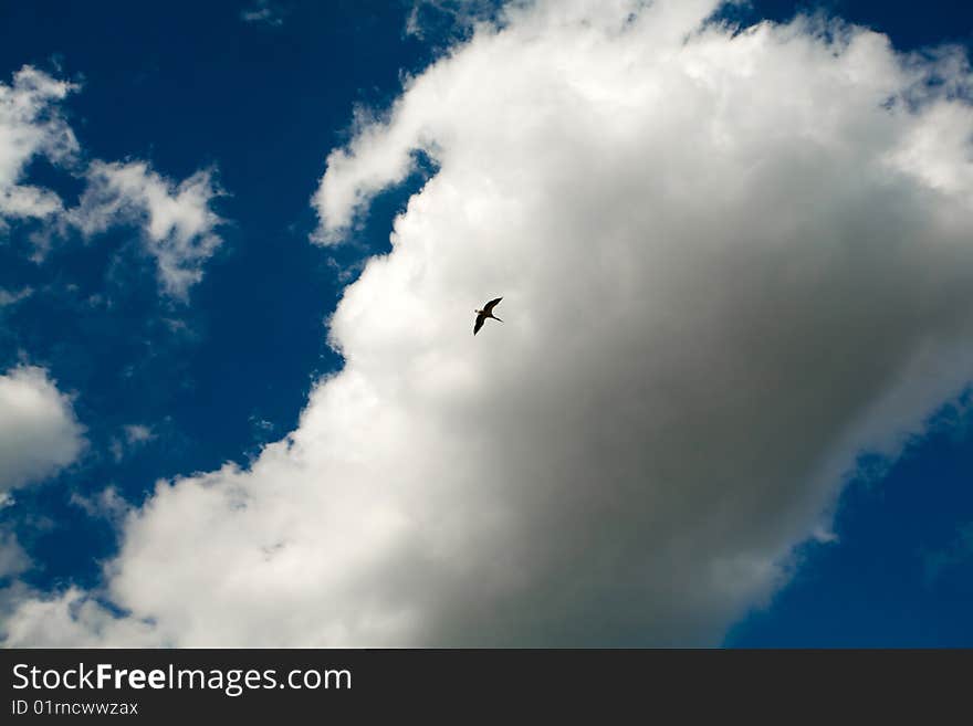 Bird under cloudscape