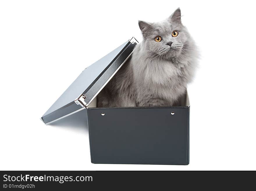 British cat in black box isolated over white