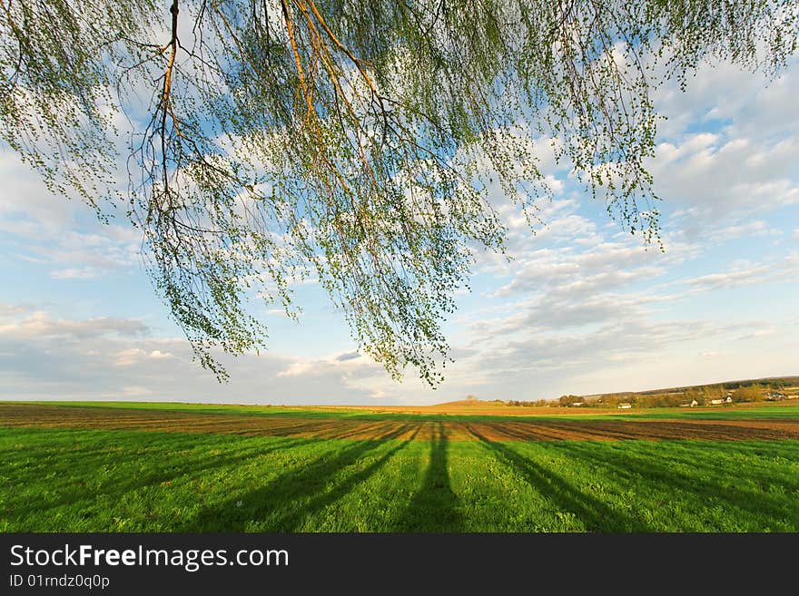 Tree branches on the background of green crops and cloudy sky