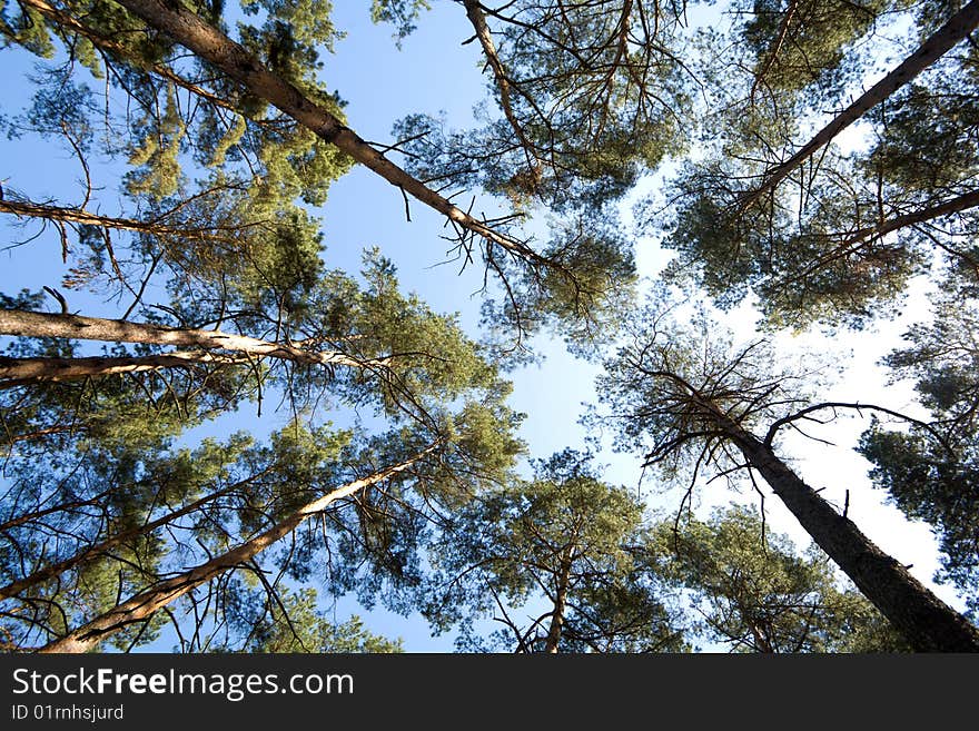 Tree crowns on summer blue sky background