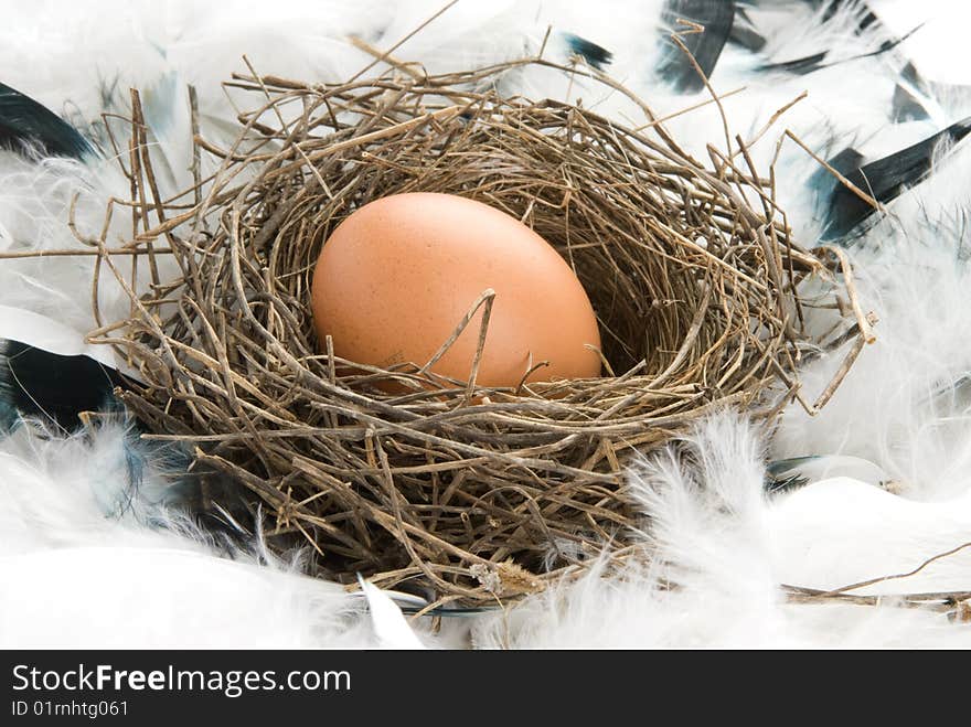 Egg in a real nest. Egg in a real nest