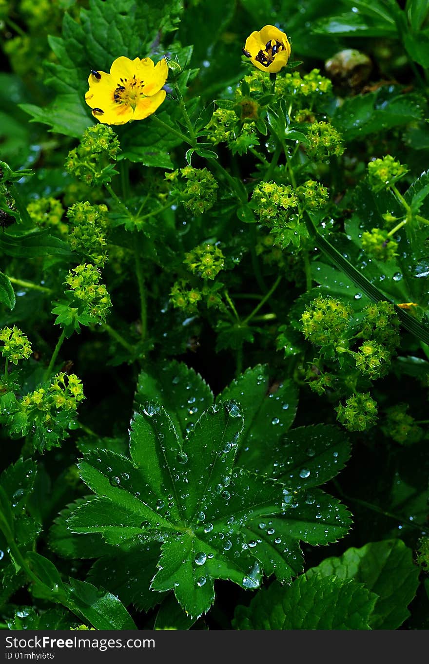 Yellow flowers with bugs and green leaves with water drops. Yellow flowers with bugs and green leaves with water drops