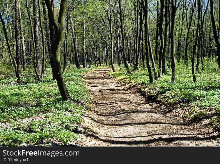 Narrow woodland road amongst the green trees