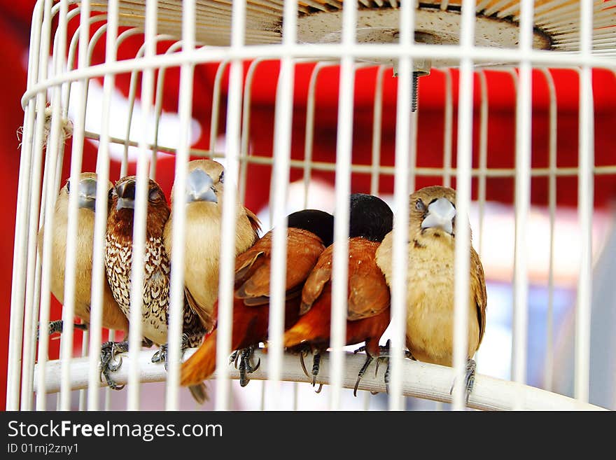 Six birds inside a white cage. Six birds inside a white cage