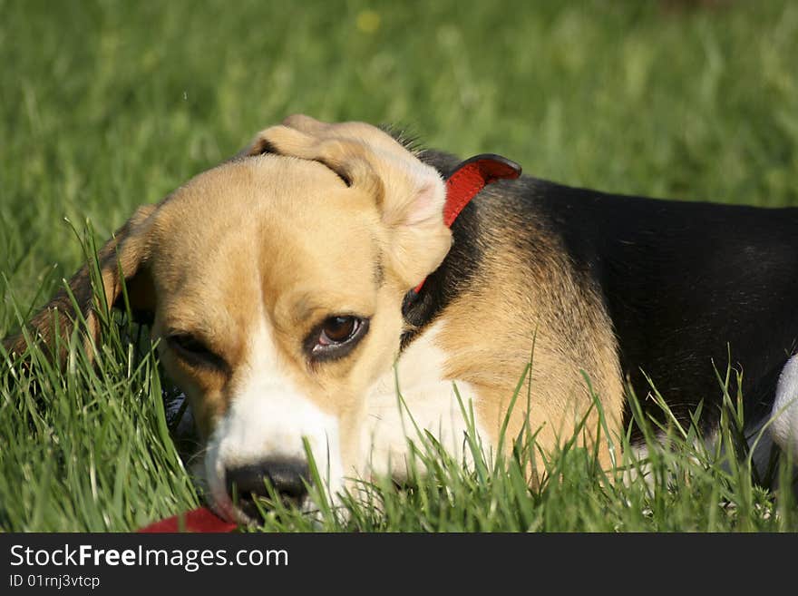 Young beagle playing on green grass with yellow flowers