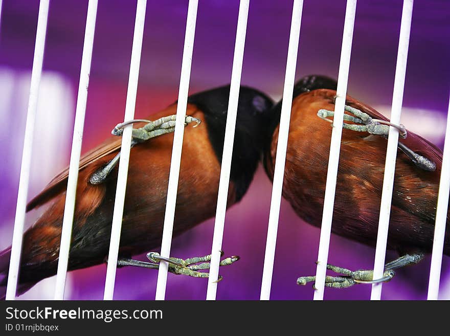 Two birds kissing inside white cage. Two birds kissing inside white cage