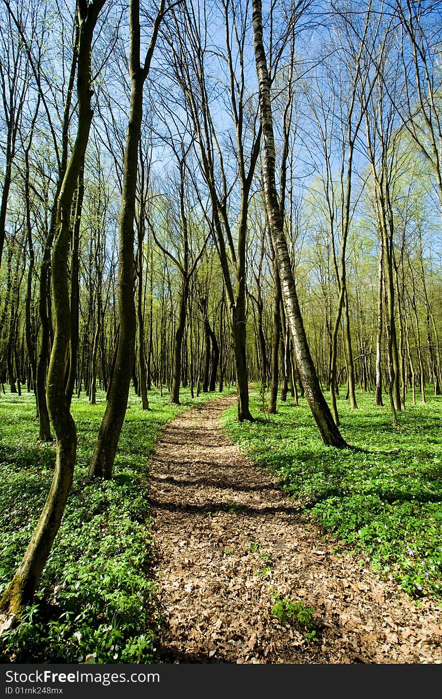 Narrow woodland road amongst  the green trees