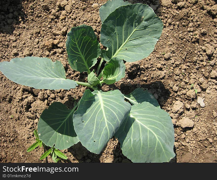 Ripening Cabbage