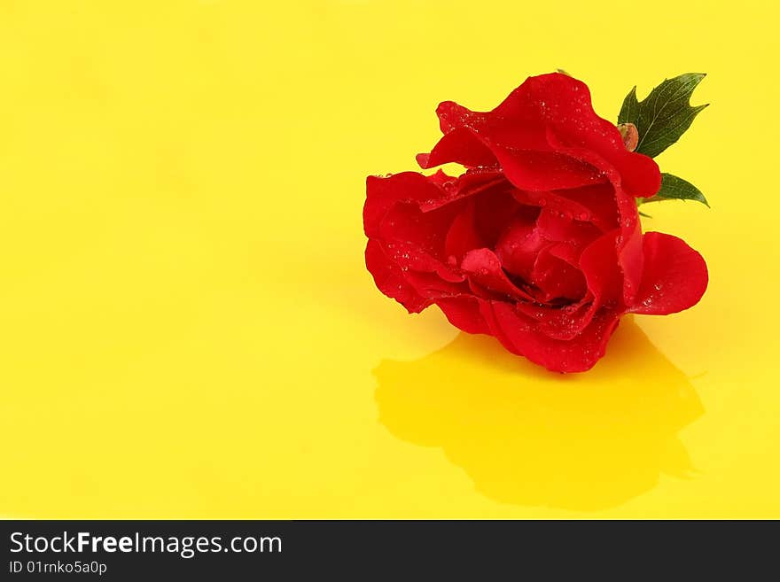 Red rose on a yellow background