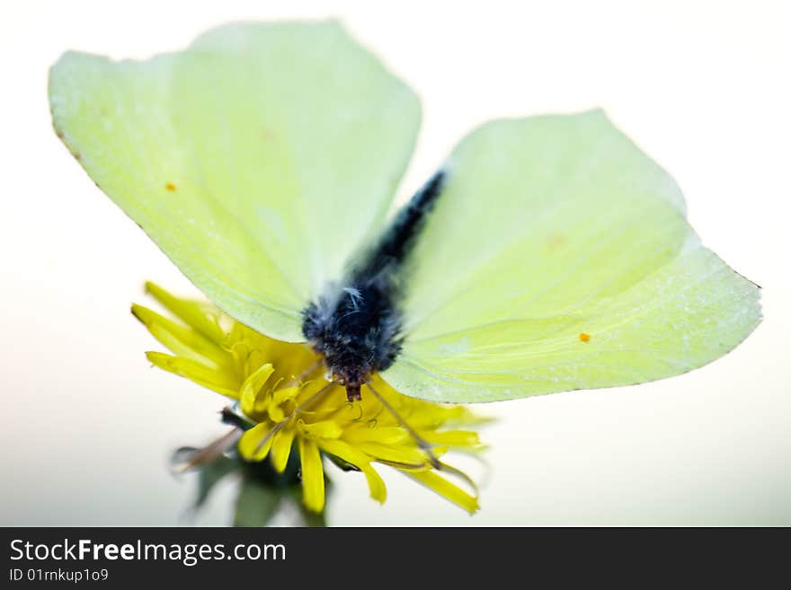 A yellow butterfly sitting on a yellow flower.