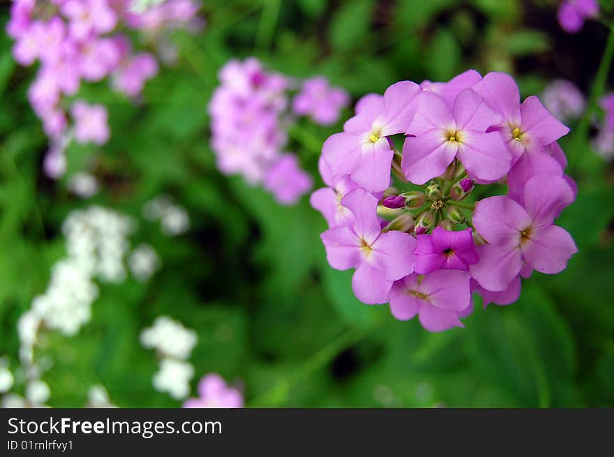 Purple flowers against a darkened background. Purple flowers against a darkened background.