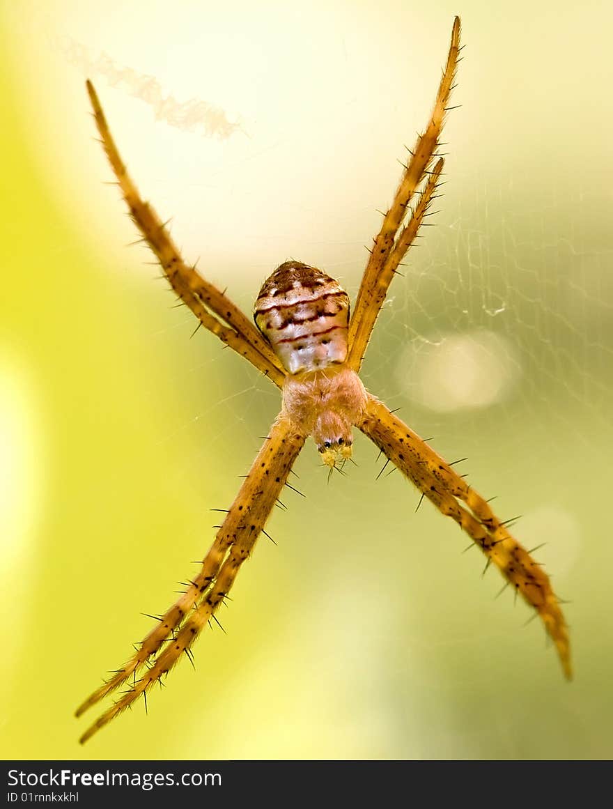 Lynx spider with spikey legs