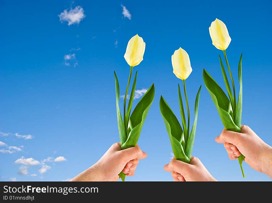 Three Tulips In Hands Against The Blue Sky