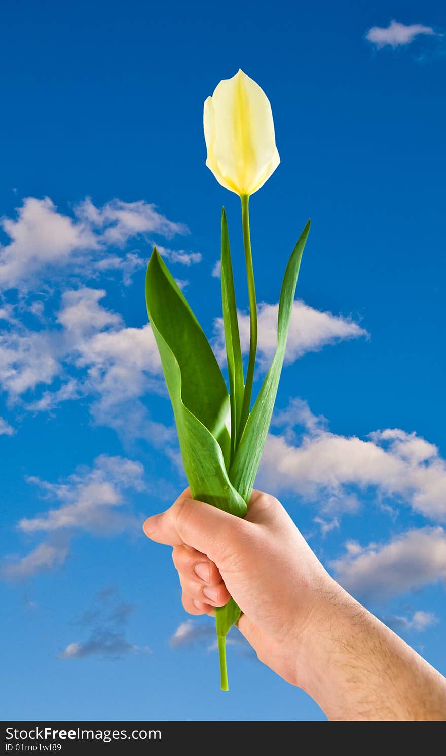 Tulip in a hand against the blue sky