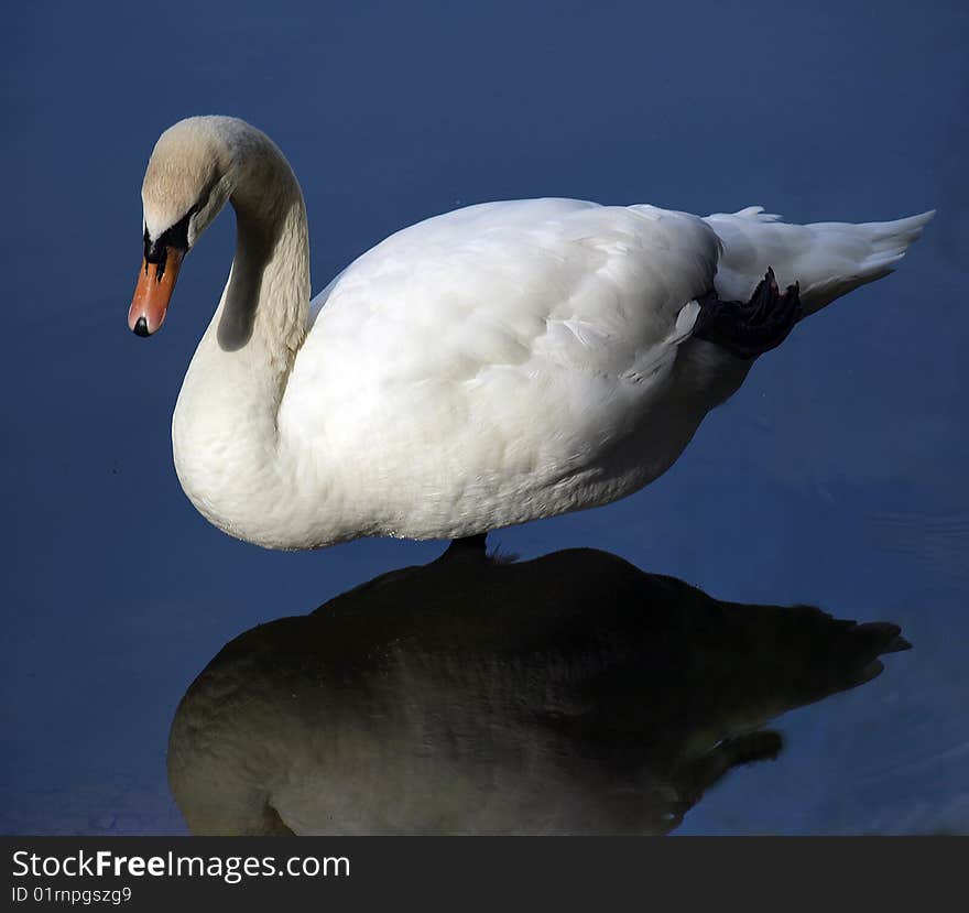 Nice swan in water with reflection of the swan outside the castle of cesis. Nice swan in water with reflection of the swan outside the castle of cesis.