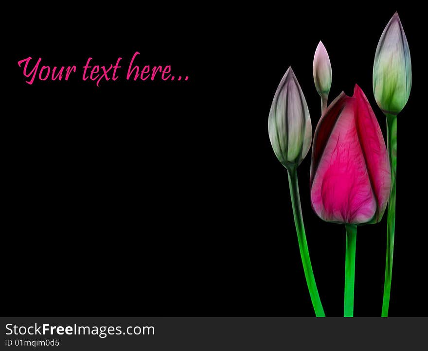 Young tulips on a black background - a congratulatory card