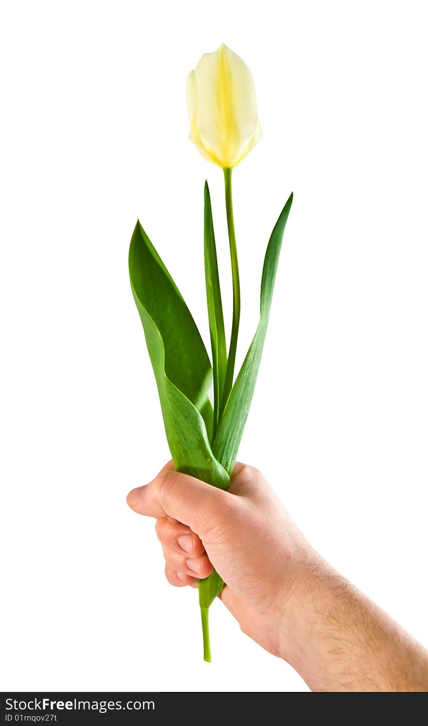 Tulip in a hand on a white background