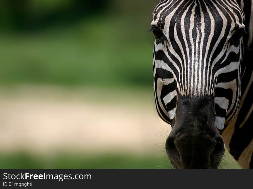 Close-up portrait of a zebra in nature