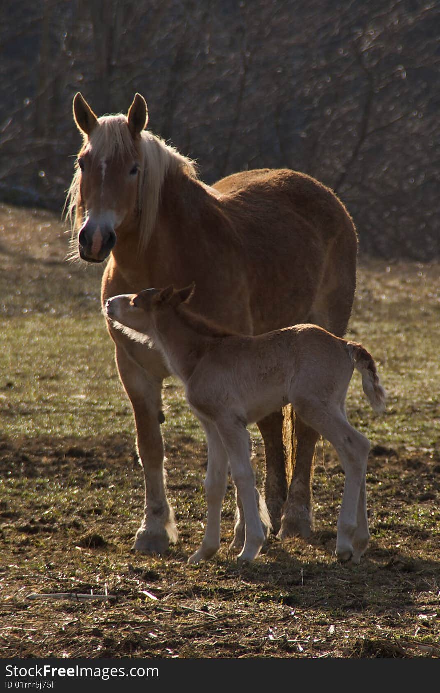 Mare with Foal in Sunlit Winter Pasture. Mare with Foal in Sunlit Winter Pasture