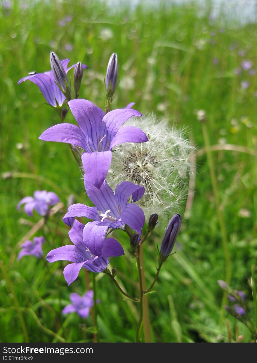 Bluebells In The Meadow