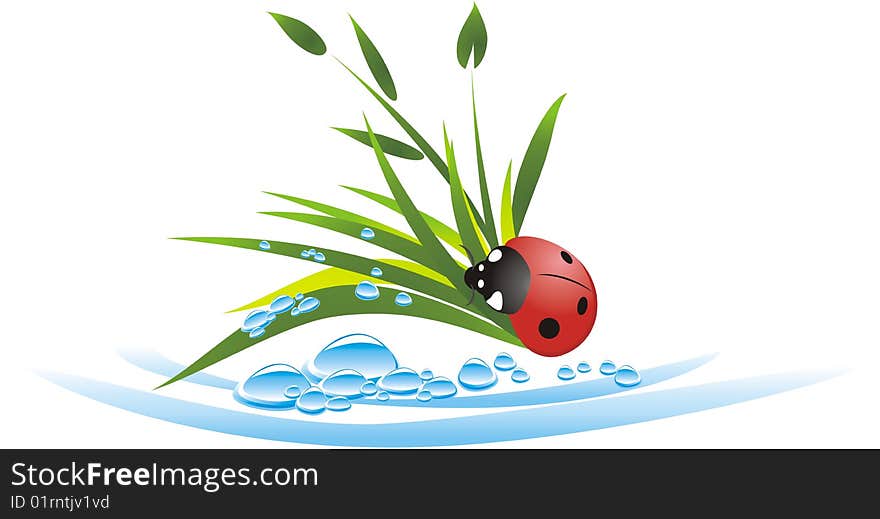 Grass, drops and ladybird. Vector illustration