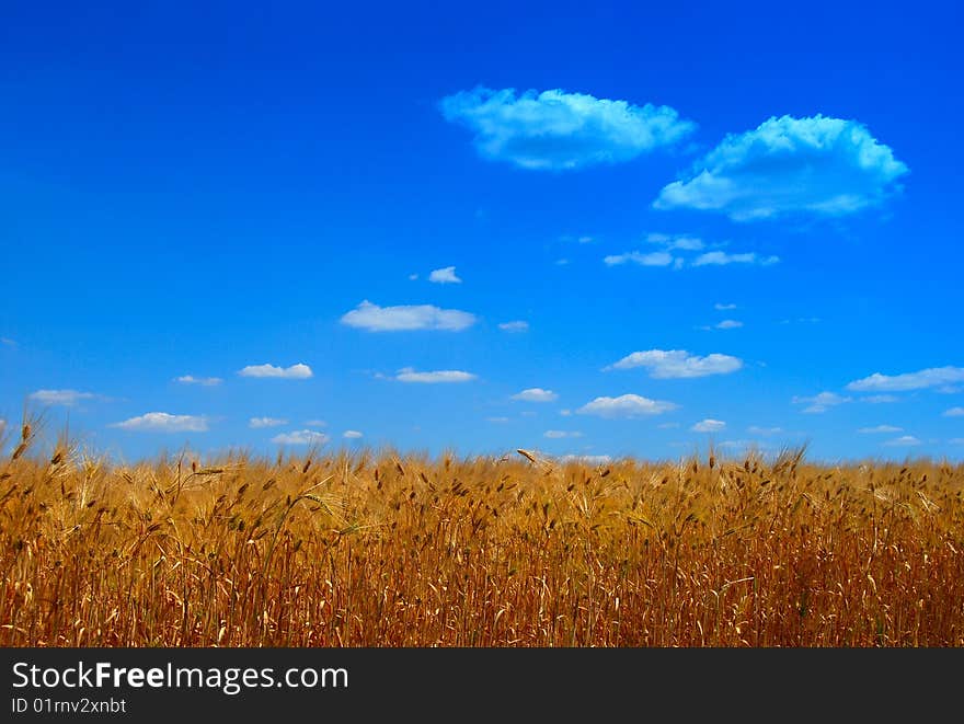 Field of ripe wheat and the blue sky in clouds. Field of ripe wheat and the blue sky in clouds