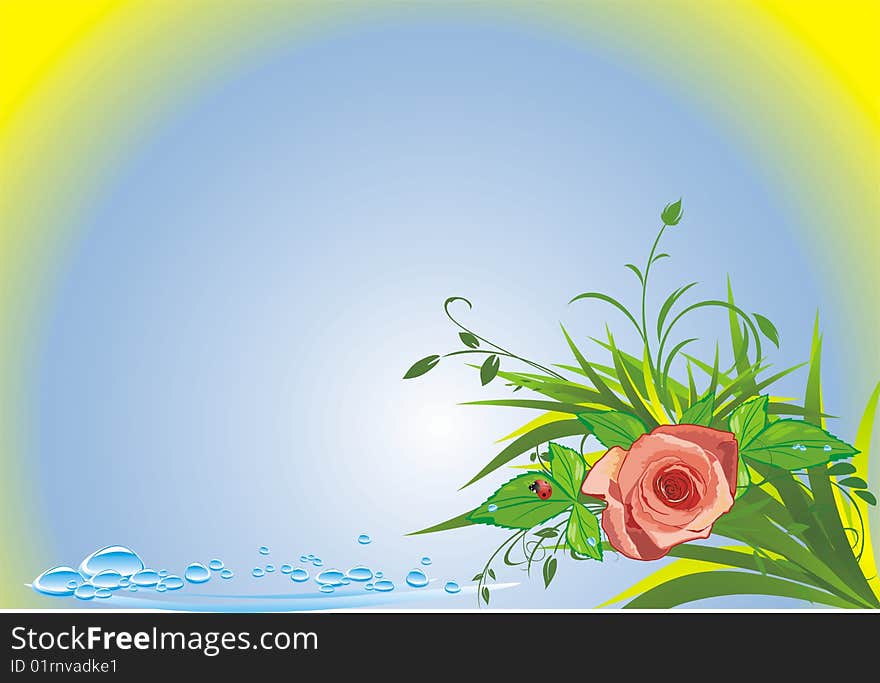 Rose, grass, drops and ladybird. Summer composition. Vector illustration