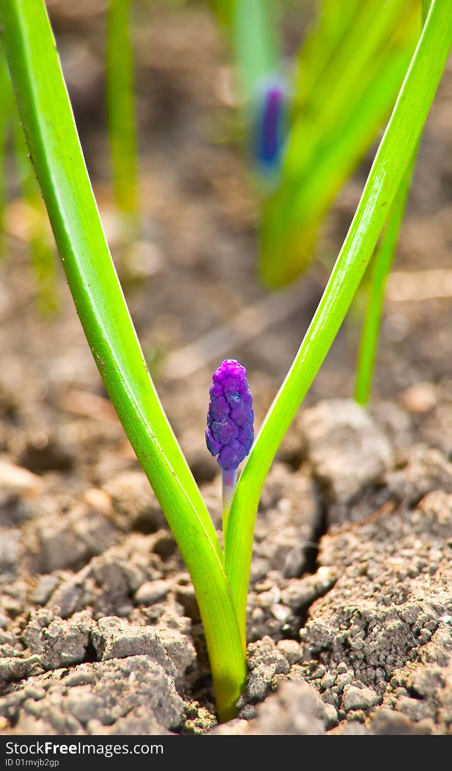 Lila shots on a spring field. Lila shots on a spring field