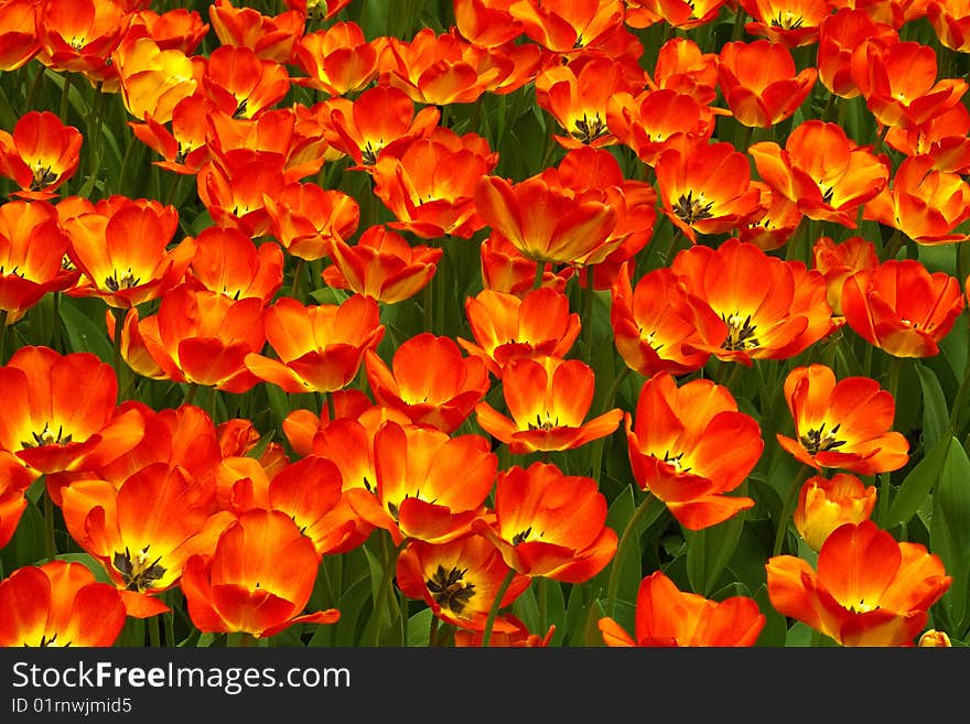 Red  tulips in botanical garden. Red  tulips in botanical garden