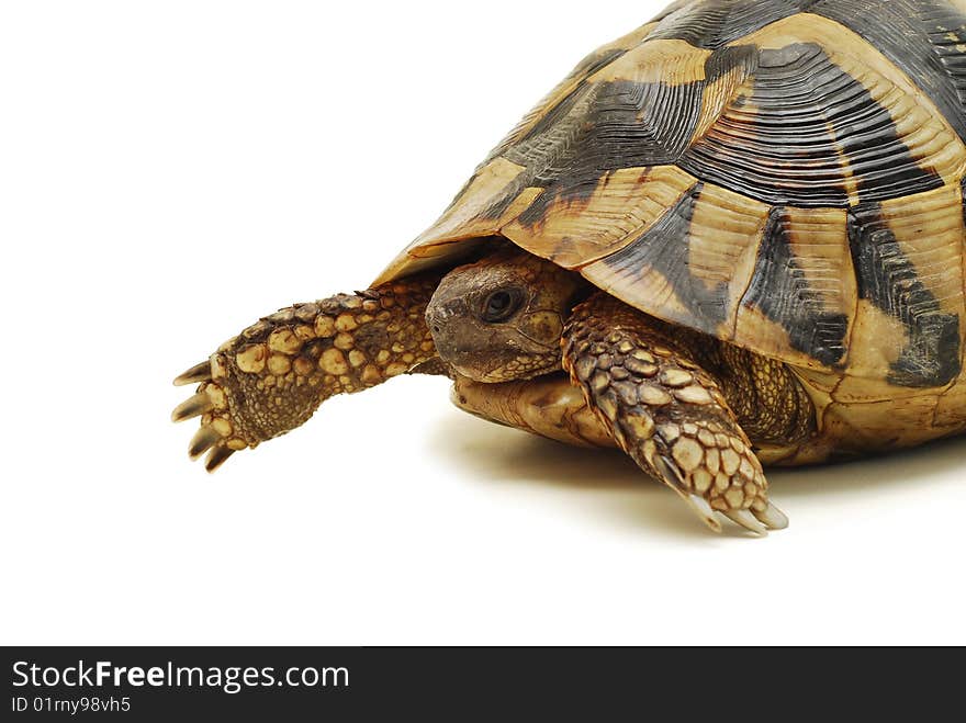 Common turtle isolated on white background