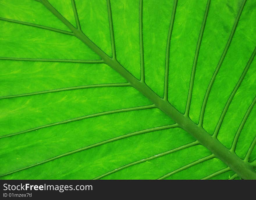 Bright green tropical plant leaf close-up. Bright green tropical plant leaf close-up