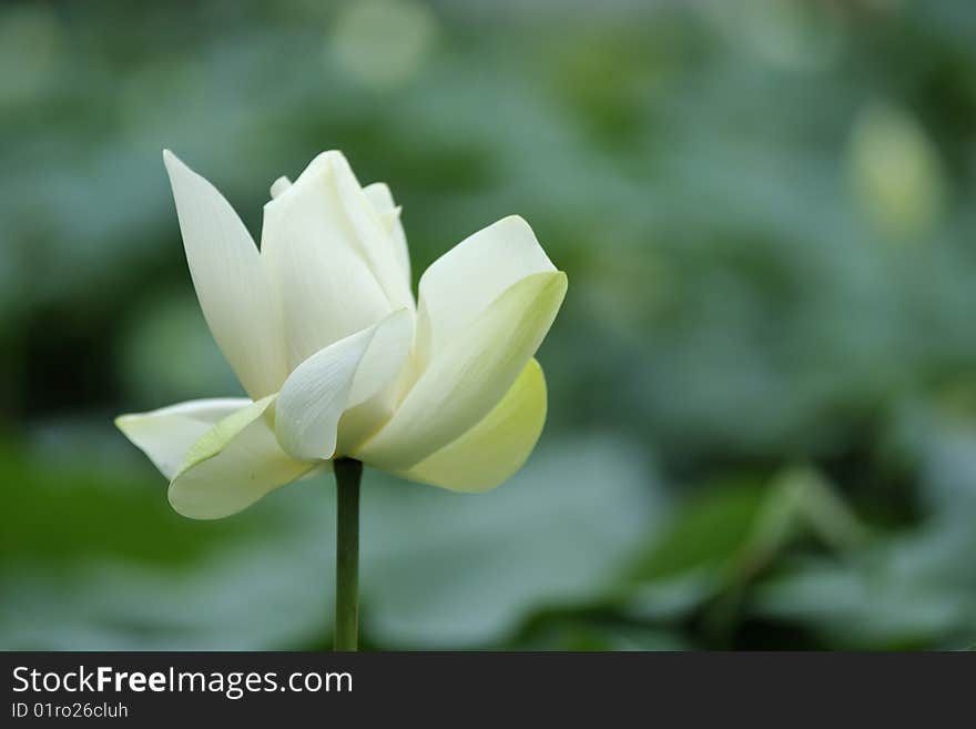 White Lotus