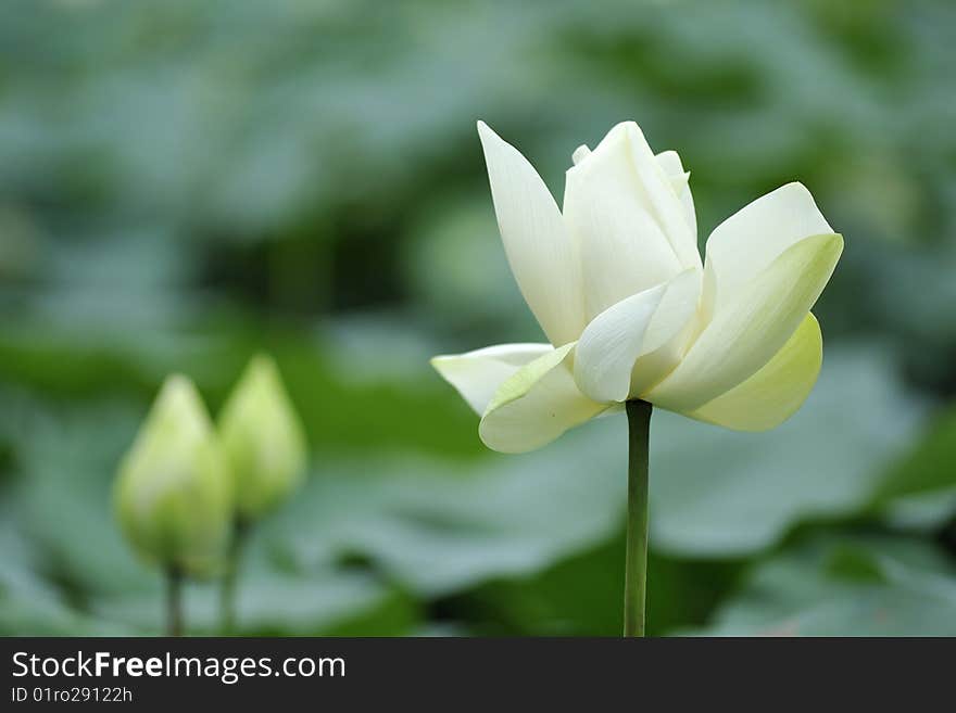 White Lotus