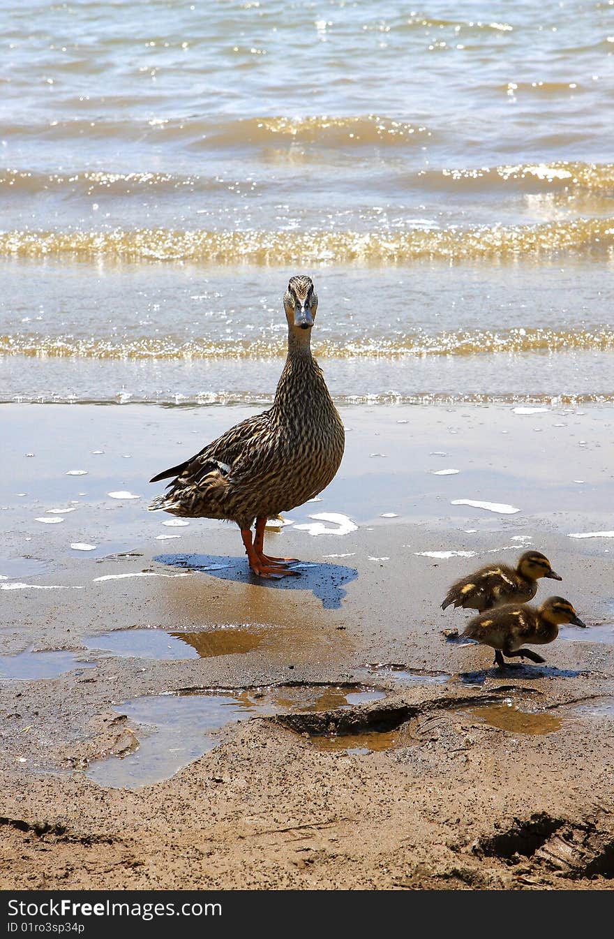 A mother duck with babies