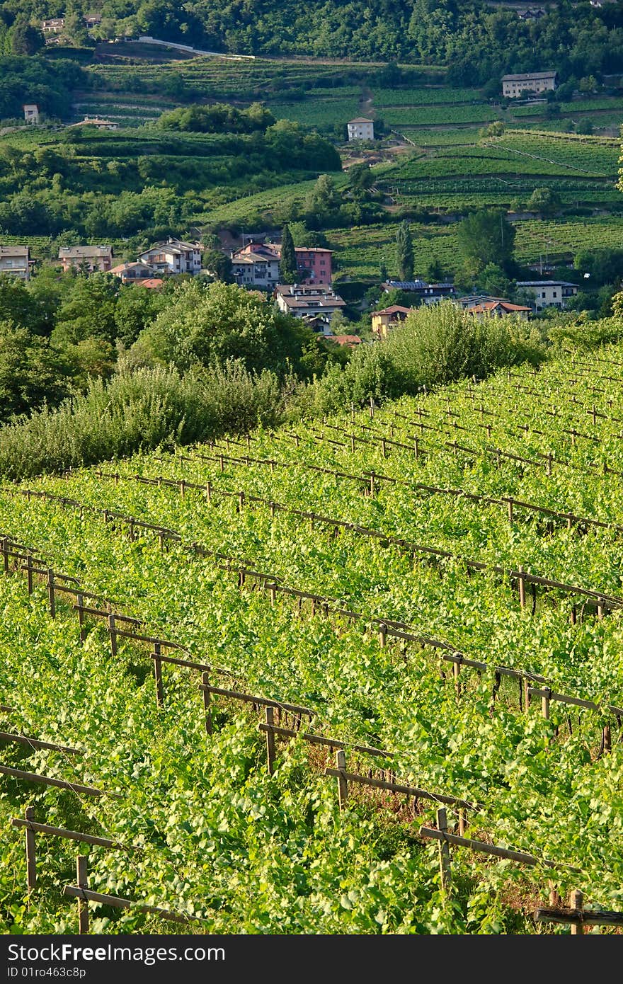 Vineyard Landscape