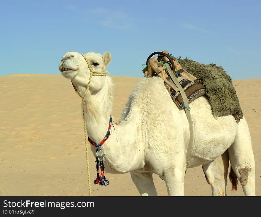 White Camel In Desert