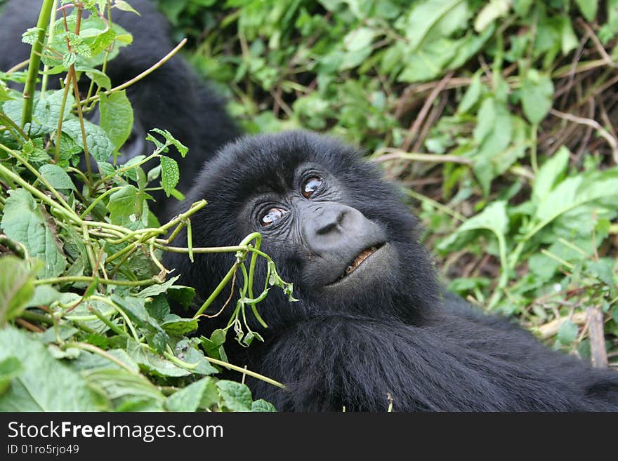 Wild gorilla, Parc national des volcans, Rwanda