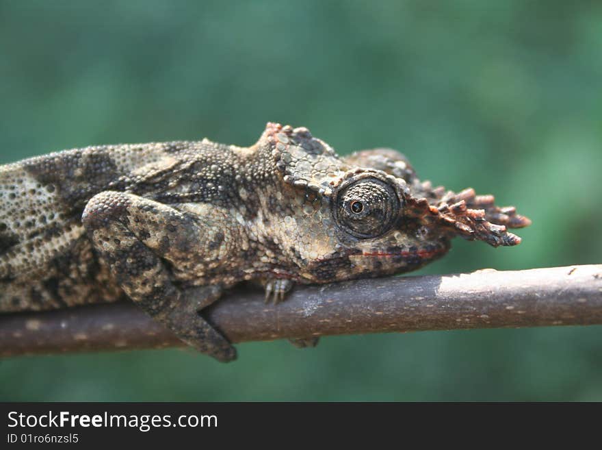 Horned Chameleon on branch, Uganda