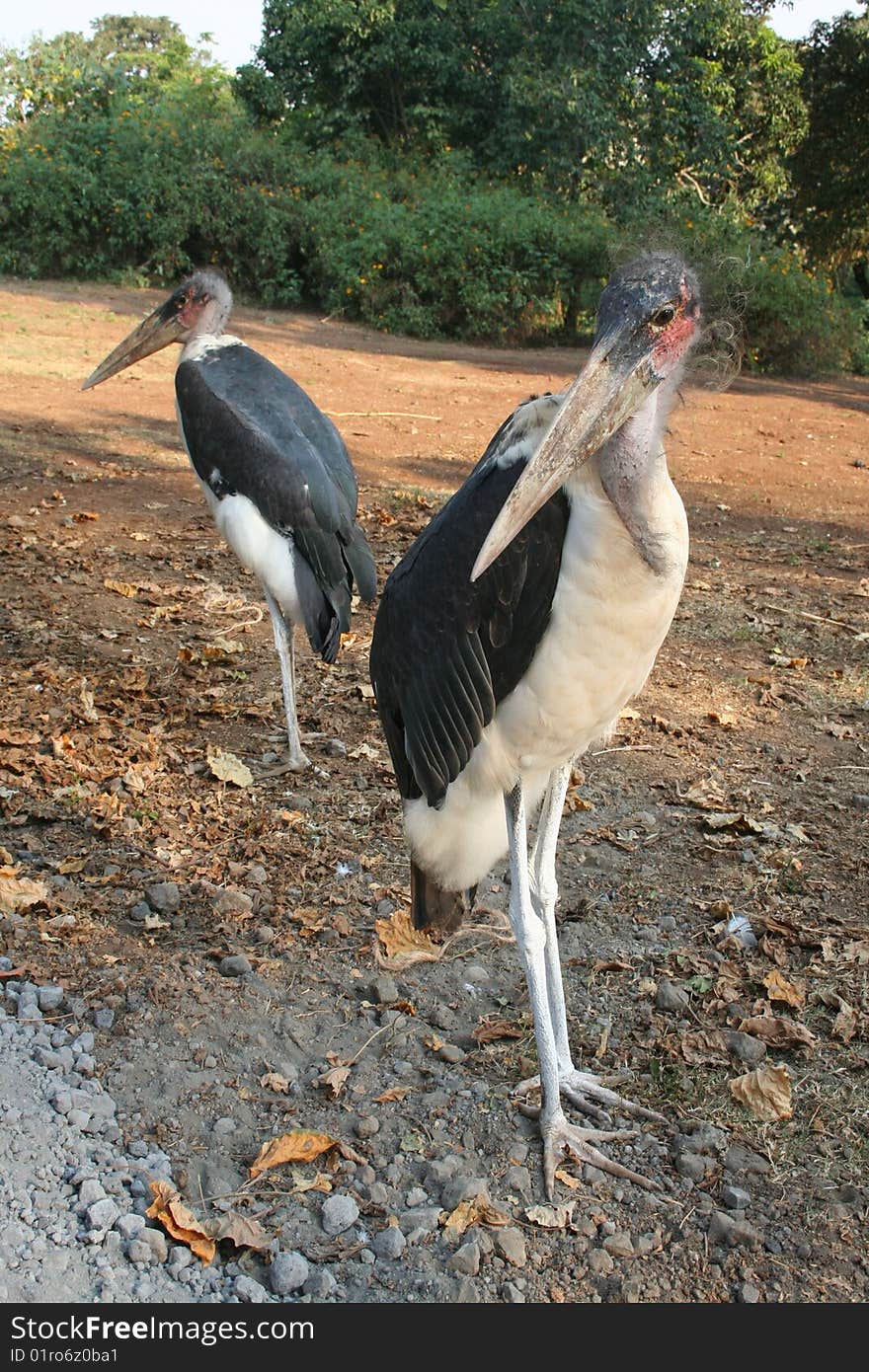 Maribou Storks